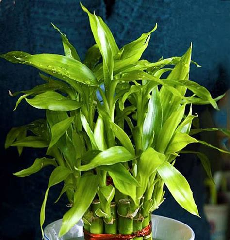 Best Feng Shui Plants For Your Good Fortune Houseplant Naturebring