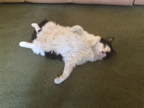 Our Precious Pets Give Us Healthy Benefits Remedygrove