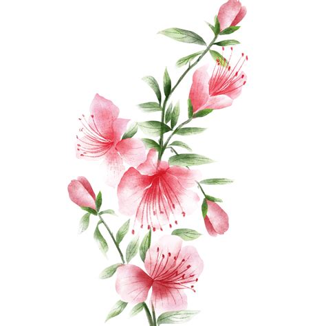 Watercolor Flower Pattern White Transparent Watercolor Flower Pattern