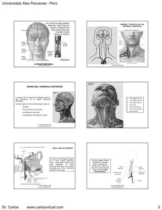 Triangulos Del Cuello PDF