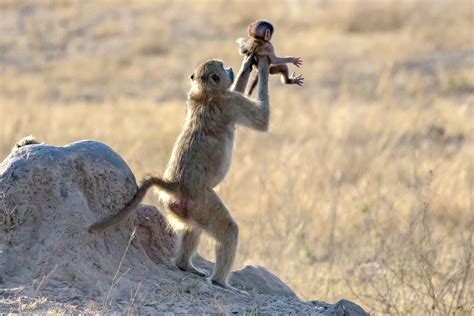 The Lion King Moment: Baboon Holds Up Baby Monkey Like Simba in the ...