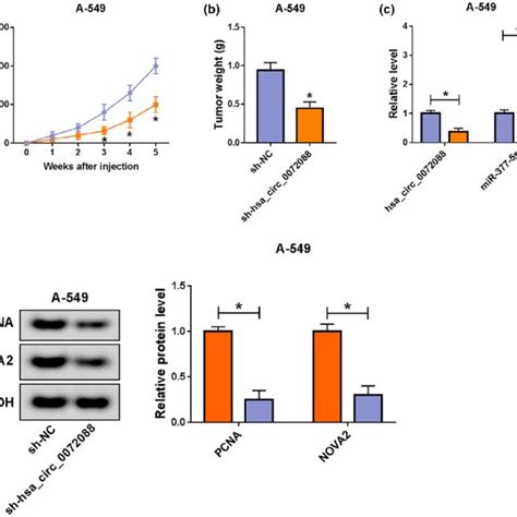 Circ Accelerates The Tumor Growth Of Nsclc In Vivo A The