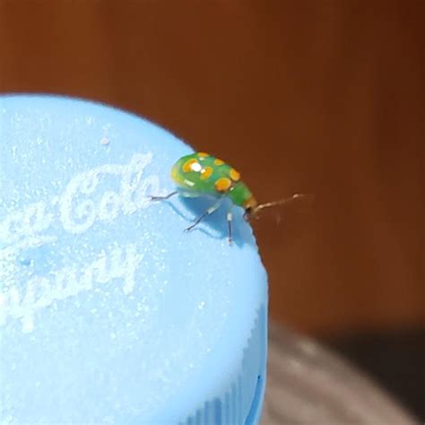 Is this still considered a ladybug? I've never seen green ones. : r/insects