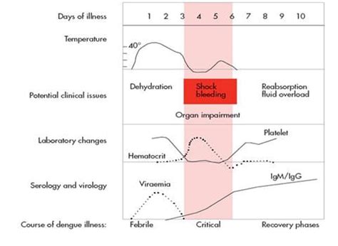 Fever, Arthralgia and Rash • LITFL • Tropical Traveler Clinical Case