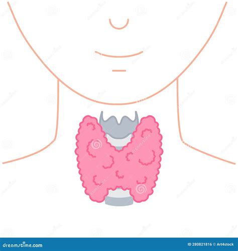 Healthy Thyroid Gland On Neck Silhouette Diagram Stock Vector