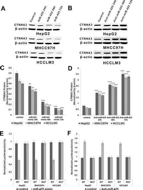 Mir 425 Targets And Negatively Regulates Ctnna3 In Hcc Cells A C Download Scientific