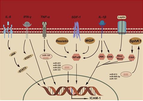 Frontiers Roles Of Intercellular Cell Adhesion Molecule 1 47 Off