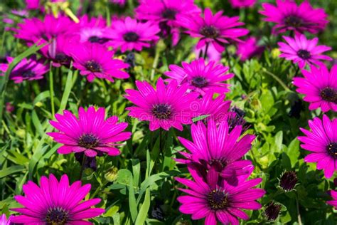 Flores Hermosas De La Lila Como Margarita Ecklonis De Osteospermum