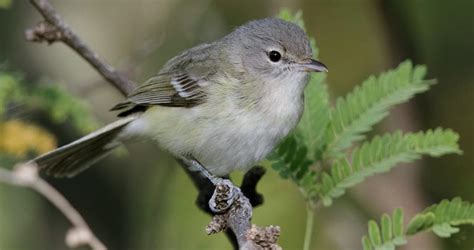 Bells Vireo Life History All About Birds Cornell Lab Of Ornithology