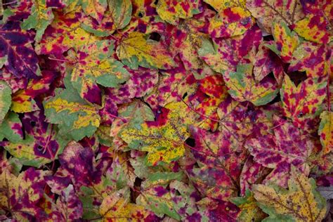 Speckled Leaves At Oak Mountain Picture Birmingham