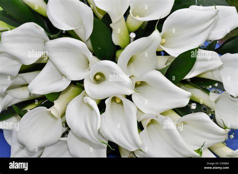 Cala lilly bouquet Stock Photo - Alamy