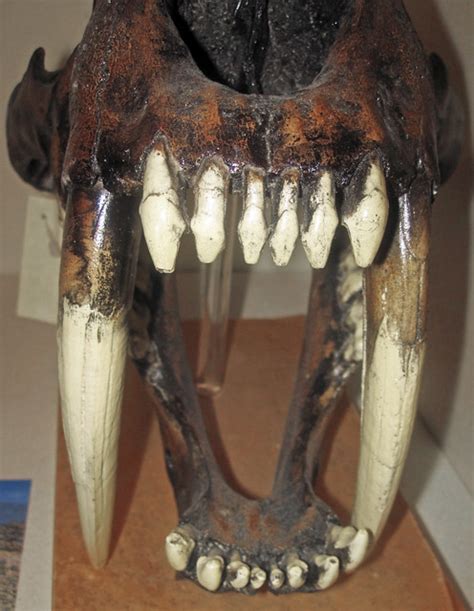 Smilodon Sp Saber Toothed Tiger La Brea Asphalt Pleistocene La