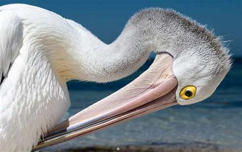 Australian pelican bird - Online Jigsaw Puzzles