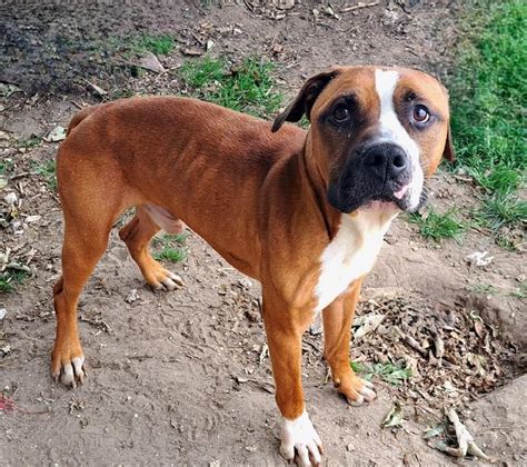 Adoption De Taz Ind Finie Chien Boxer R Gion Hauts De France