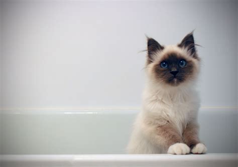 Balinese Vs Birman Cat - Dogs And Cats Wallpaper