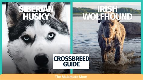 Irish Wolfhound Husky Mix [Irish Wolfsky]: Full Profile