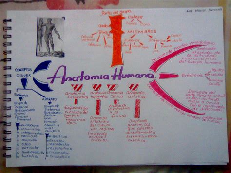 Anatomia Humana Mapa Mental