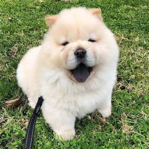 15 Adorable Photos Of Chow Chow Puppies That Make Everyones Heart Melt