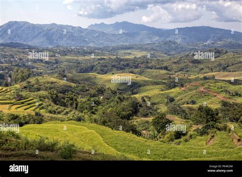 Wide Angle Of Trees And Rice At The Golo Cador Rice Terraces In Ruteng