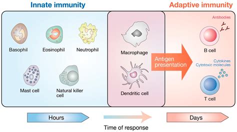 Cells Free Full Text Hippo Pathway In Mammalian Adaptive Immune System