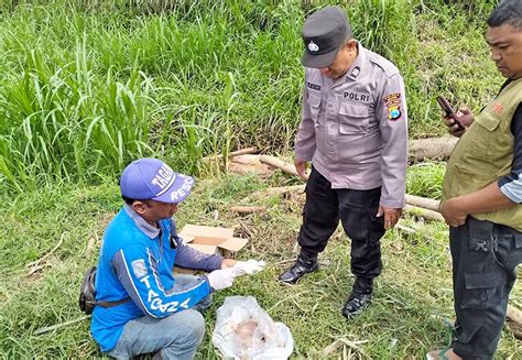 Mayat Bayi Muncul Di Sengguruh Malang Posco Media