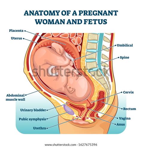 Anatomy Pregnant Woman Fetus Labeled Diagram Stock Vector Royalty Free