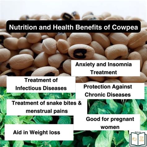 Mahcap Cowpea Uses Nutritional And Health Benefits