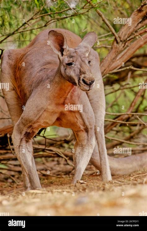 The Red Kangaroo Osphranter Rufus 5 Is The Largest Of All Kangaroos