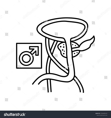 Prostate Gland Male Icon Simple Line Stock Vector Royalty Free