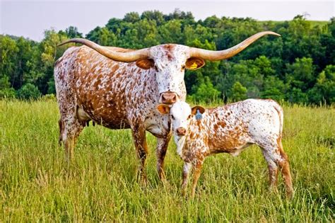 Texas Longhorn Cattle Photos | Longhorn cattle, Longhorn cow, Cattle