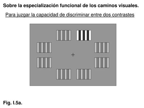 Ppt Unidad I Fundamentos Neurales De La Percepci N Visual Estructura