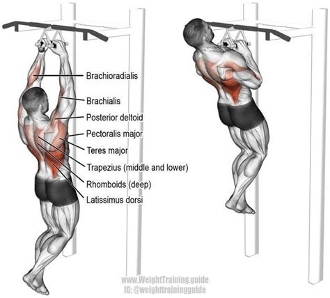 10 Best Muscle Building Back Exercises