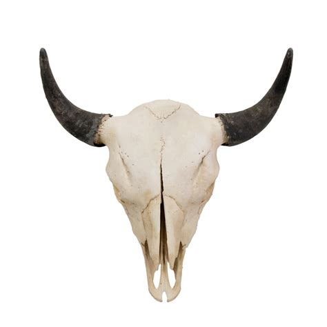 Bison Skull - Taxidermy Mounts for Sale and Taxidermy Trophies for Sale!