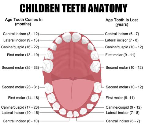Mouth And Teeth Diagram Types Mouth Diagram Teeth Different