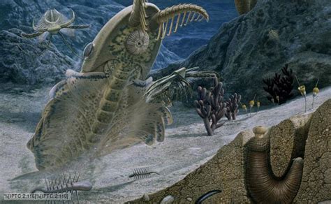 Bbc Nature Cambrian Period Videos News And Facts