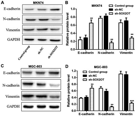 The Sox Ot Mir P Axis Regulates Cell Proliferation And Mobility Of