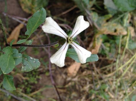 Arugula Flower Garden - Whole-Fed Homestead