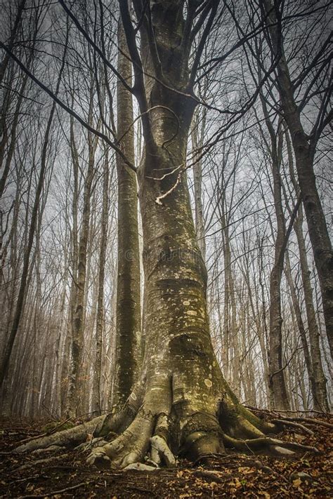 Vertical Low Angle Shot Of Naked Trees In The Forest Stock Image