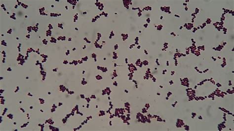 Staphylococcus Haemolyticus Introduction Morphology Pathogen