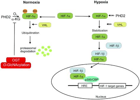 Hypoxia Inducible Factor Regulation Is Shown Under Normal Condition