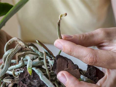 Cosa Fare Se L Orchidea Ha Le Radici Secche Cause E Cura