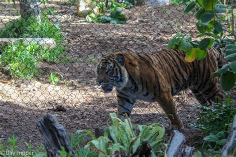 The San Diego Zoo Safari Park Tips And Other Fun Things To Do Daytripper