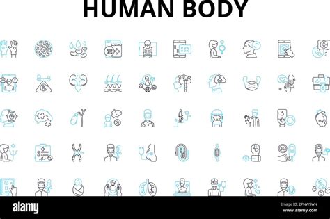 Human Body Linear Icons Set Anatomy Physiology Organs Muscles