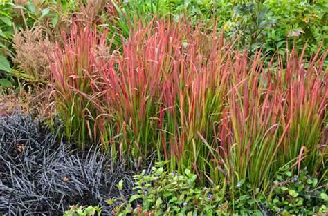 Red Baron Japanese Blood Grass Lupon Gov Ph