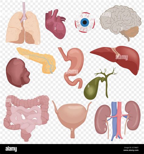 Mann anatomie innere organe Fotos und Bildmaterial in hoher Auflösung