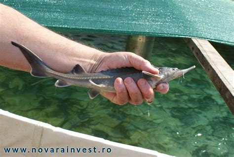 Puiet sturioni de vânzare – (Cega, Nisetru, Morun, Polidon) – Pentru ...