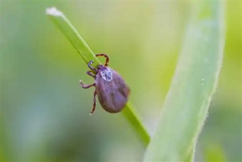 Lyme Disease Mexico Treatments Lyme Mexico Clinic