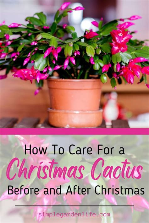 How To Care For A Christmas Cactus Christmas Cactus Holiday Cactus