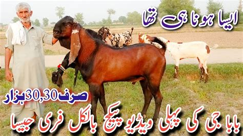 Goats Farming Baba Sasta Jee Ki Cheap Rate Main Bachon Wali Or Gabhan