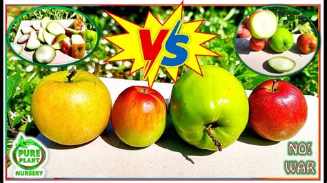 Miss India Vs Ball Sundori Vs Kasmiri Sundori Vs Old Green Apple Ber